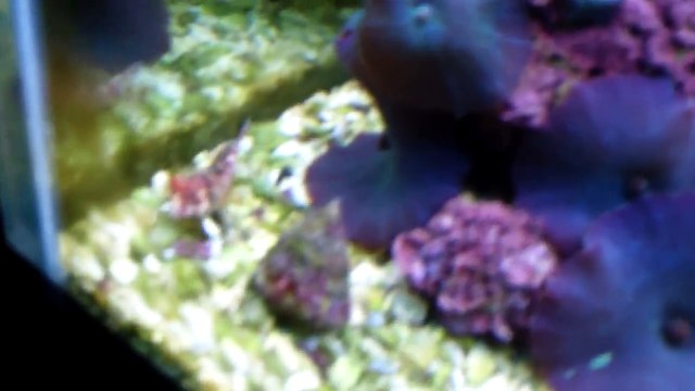 Rory's 90 Gallon Reef Aquarium - Day 60ish?