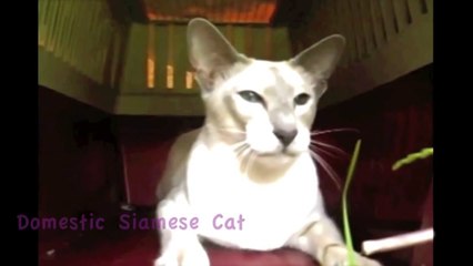 Turbo T. Double - African Savannah Cat Music Video