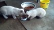 Kittens Wrestling Over A Can Of Tuna (CUTE!)