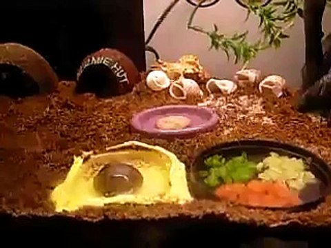 Hermit Crab Terrarium