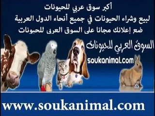 غنم نجدي للبيع في الامارات اغنام صوماليه للبيع اغنام للبيع في جدة اغنام للبيع موقع حراج