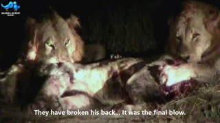 Lion Pride Kill And Eat  A Male Lion Alive