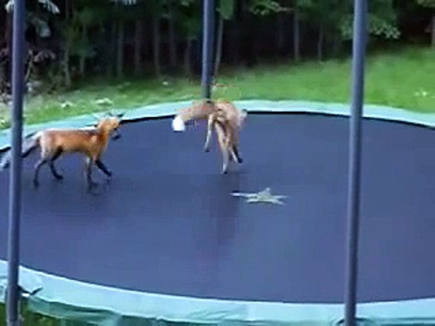 Foxes Jumping on a Trampoline