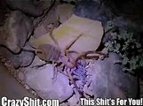 camel spider eating lizard
