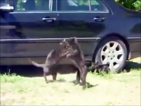 Вы видели такое? Собаки разнимают драку котов! responsible dog breaks the cat fight