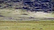 Guided Prairie Dog Hunting in Eastern Montana - Dumb Dogs Example 1 - Multiple Hits