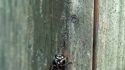 Bold Faced Hornet building a nest