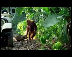 See how monkeys make Fool two Human in Forest