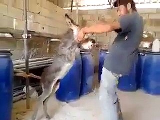 donkey k sath dance hahahaha