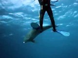 plongée mer rouge dauphin