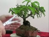 BONSAI NEW EASY METHOD # 111-TAMARIND TREE TRIM