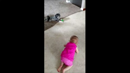 Puppy and Toddler Play Precious Game of Fetch