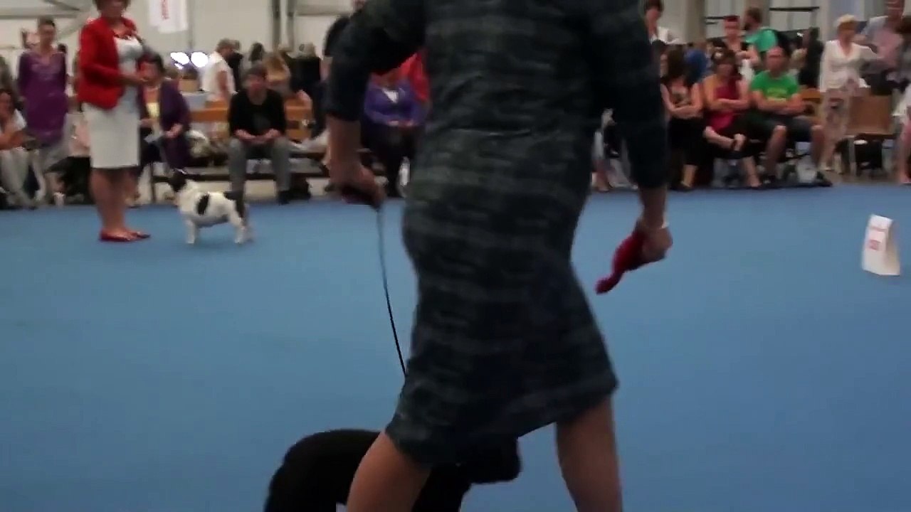 WDS HELSINKI 2014 / BEST OF BREED COMPETITION FRENCH BULLDOGS