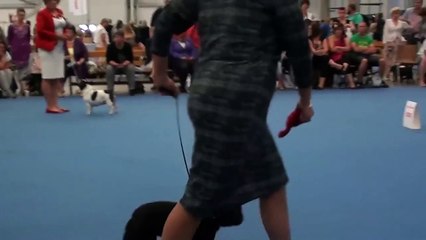 WDS HELSINKI 2014 / BEST OF BREED COMPETITION FRENCH BULLDOGS