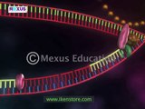 DNA replication | Learn About the Replication and Transcription of DNA (Deoxyribonucleic acid)