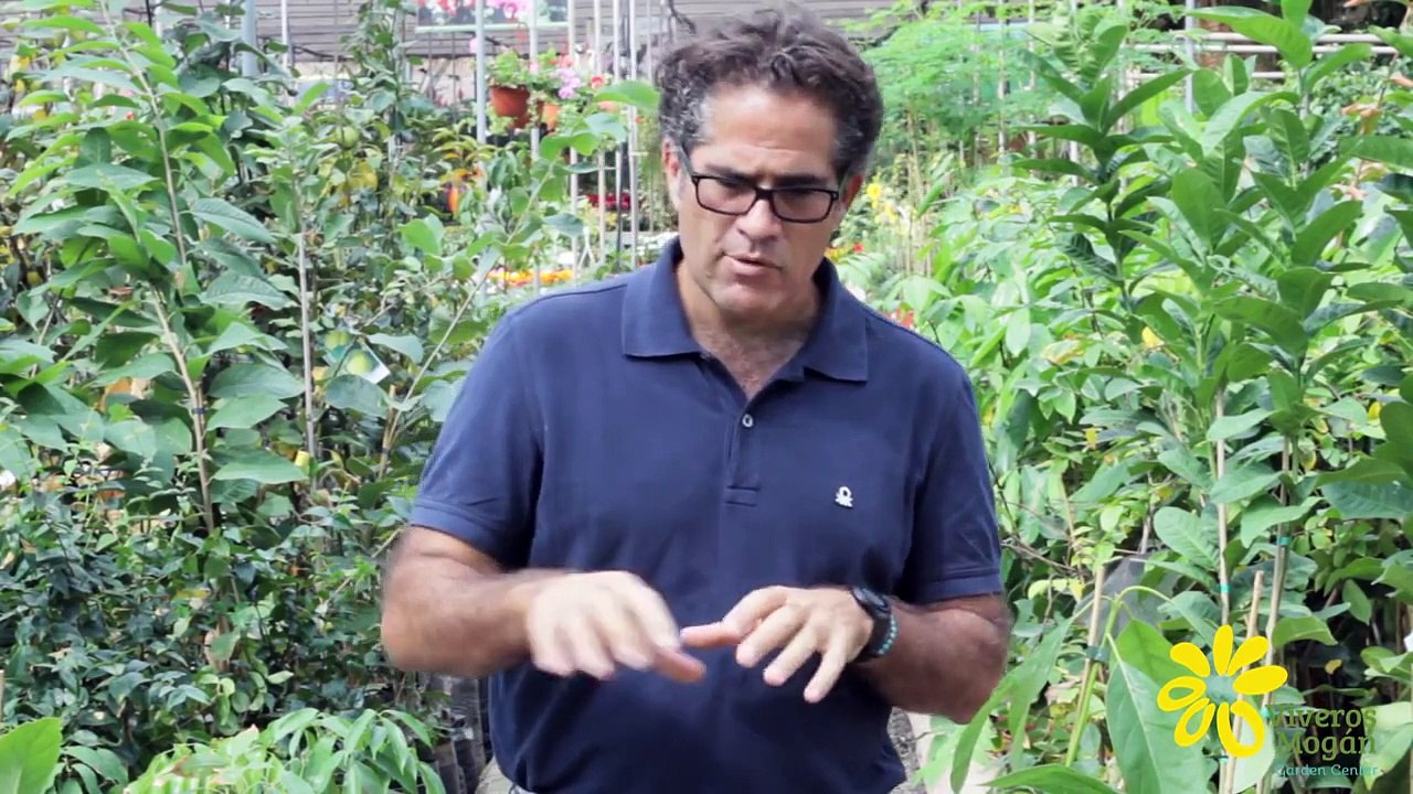 Características y consejos del cultivo del aguacate tipo Fuerte y  tipo Hass