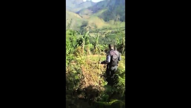 Plantação de maconha em Mimoso do Sul