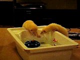 Ferrets Playing in Water