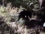 DISCOVERING THE BLACK BEAR   Discovery Animals Nature documentary