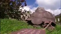 Galapagos Islands Rare Animals - Giant Tortoise Wildlife Nature Documentary