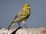 Atlantic canary singing, sounds Atlantic canary | Пение Атлантической канаре