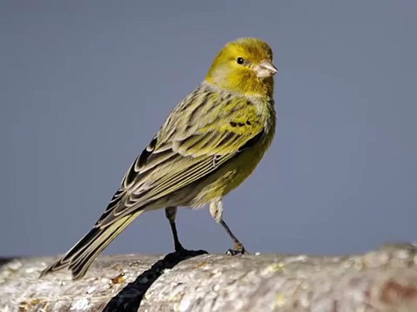 ⁣Atlantic canary singing, sounds Atlantic canary | Пение Атлантической канарейки,