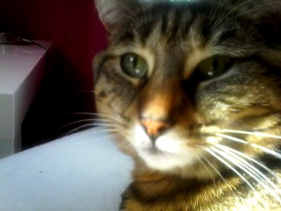 chat