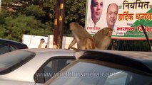Naughty monkey brigade : uninvited guests or cute menace???