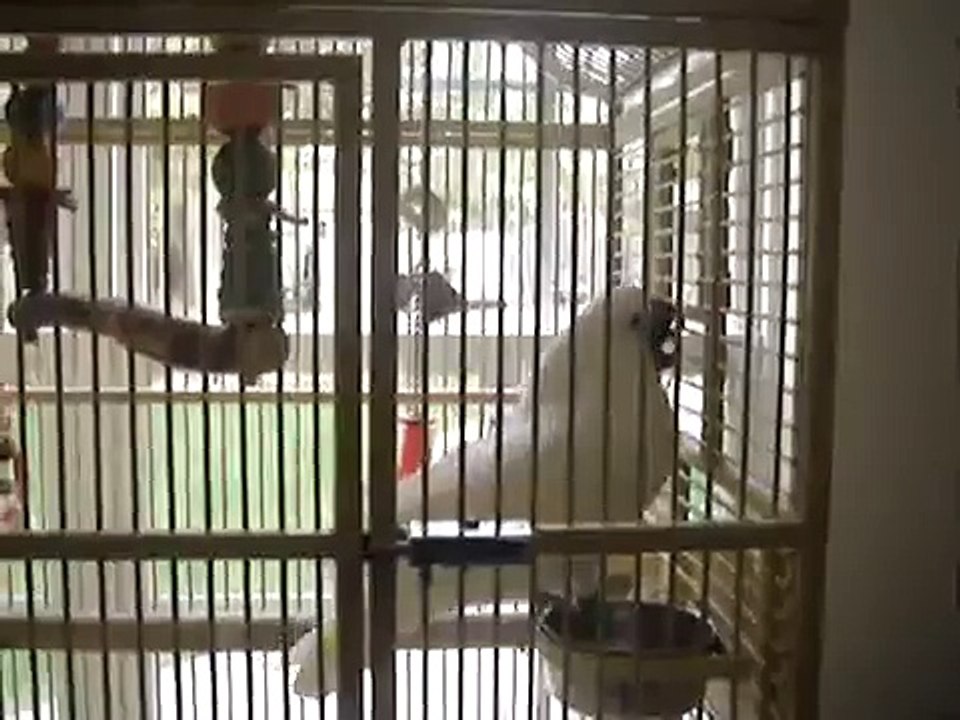 Crazy cockatoo