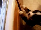 Ledger The Bernese Mountain Dog Pup Loves His Water