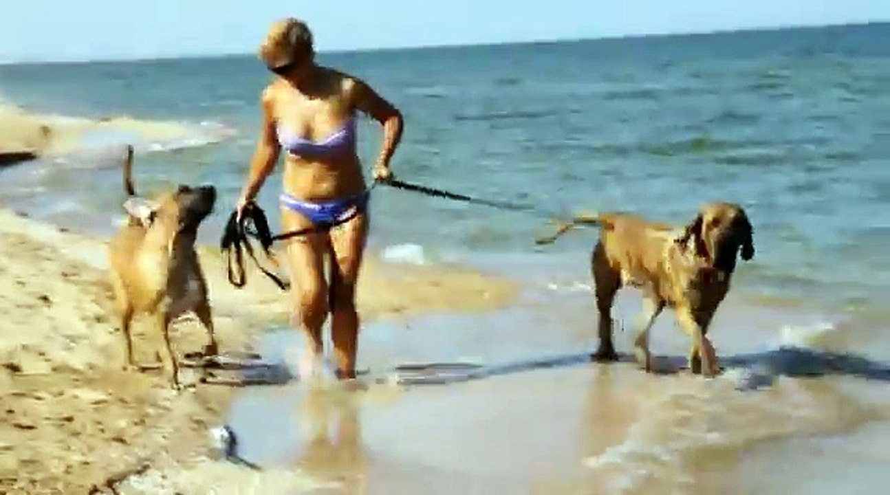 Fila brasileiro video