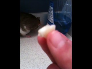 Rats 101: How to train a rat to come to you HD