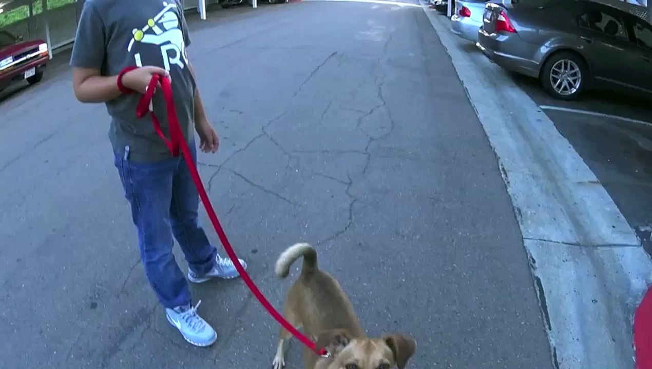 Ce chien éternue sur commande !