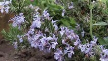 Rosmarinus officinalis - Rosmarin, Rosemary