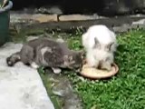 cat and rabbit eating together