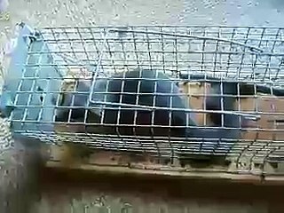 Glis-Glis (dormouse)