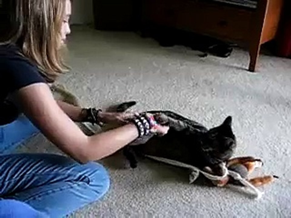 Cat Torture
