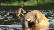 La amistad entre un elefante huerfano y un perro