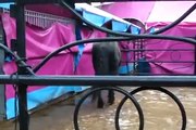 Animales sufren zoocosis en circo hermanos Vázquez