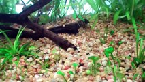 Low Tech Planted Aquarium Updated #6