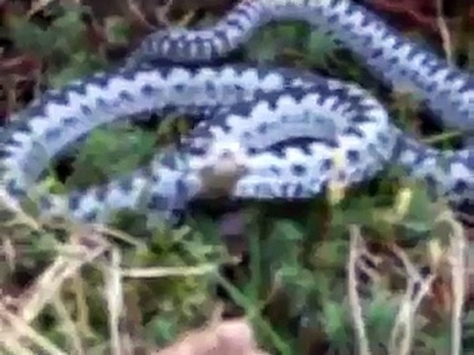 adder in the garden
