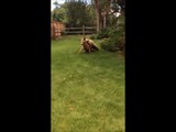 Un ours attaque une biche dans un jardin