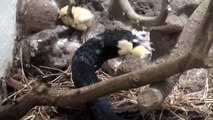 Black Necked Spitting Cobra Eating