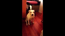 Un chien coupable essaie de s'éclipser