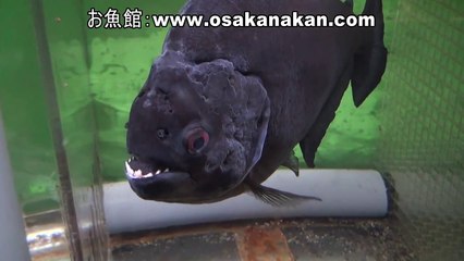 ブラック・ピラニア（Black Piranha）学名：Serrasalmus rhombeus