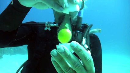 _شاهد ماذا يحدث عندما نقوم بكسر بيضة تحت الماء__