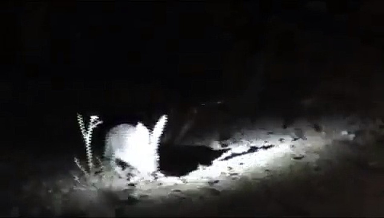 مقناص ارنب