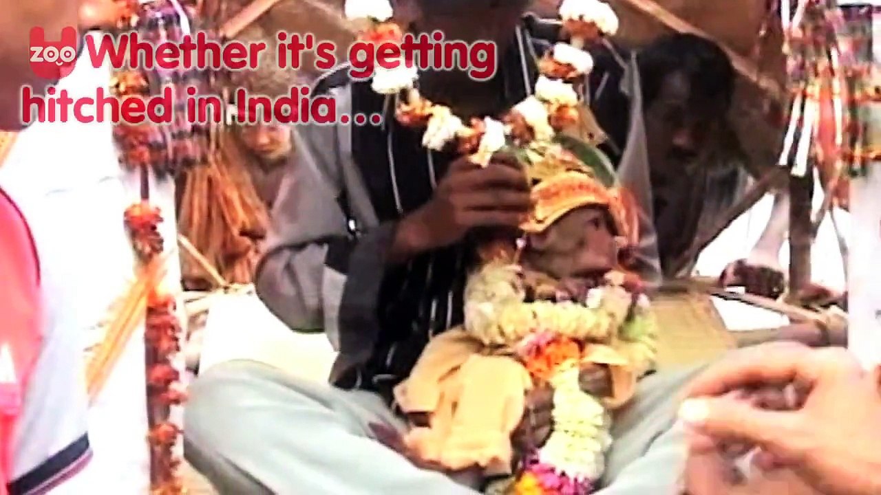 A Compilation of Why We Love Monkeys