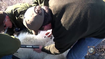 Palisades Mountain Goat Herd Research Project