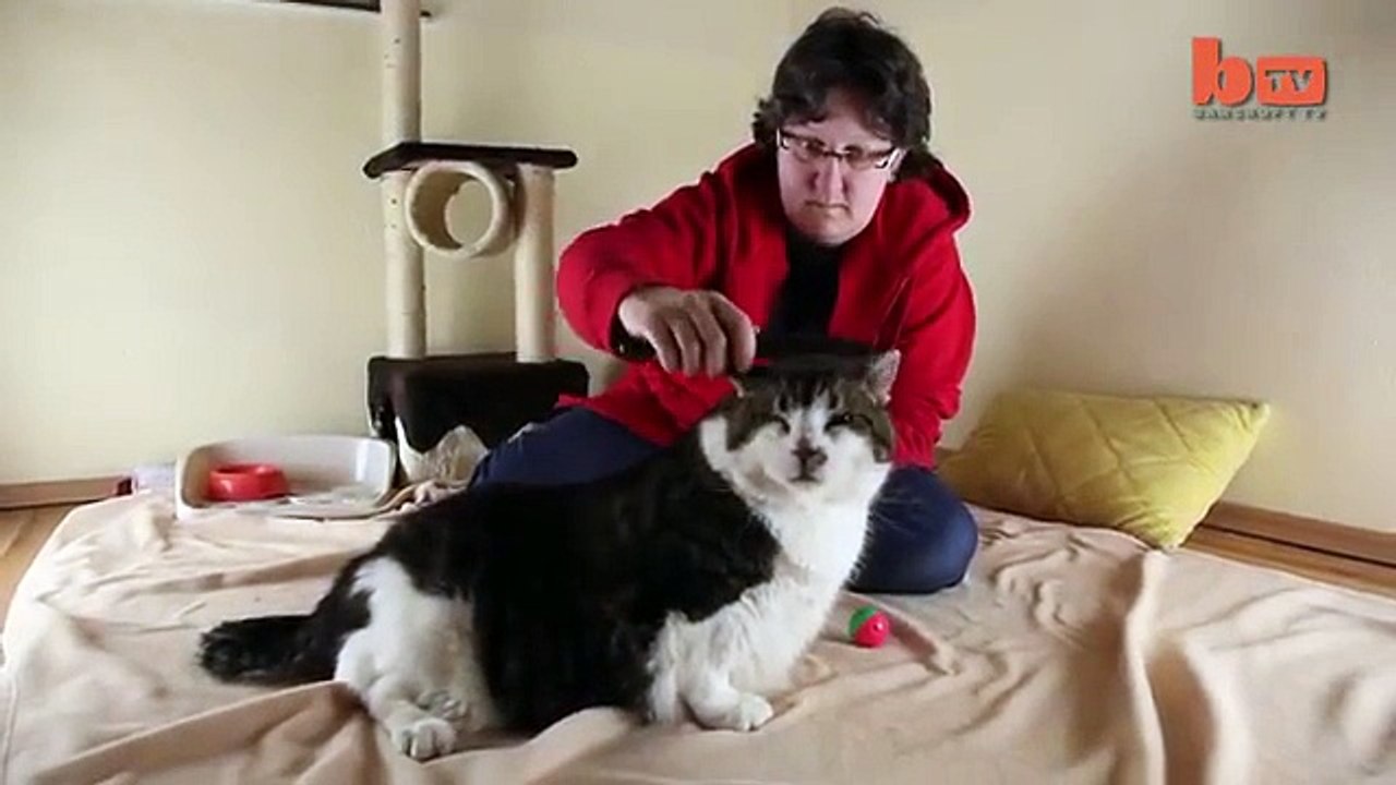 Ce chat est le plus gros du monde, il pèse ... 17KG !